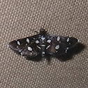 Dotted Sable