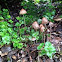 Brown dunce cap mushroom