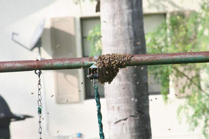 destruction of beehive