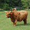Highland Cattle