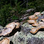 Turkey Tail
