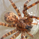 House Funnel Weaver