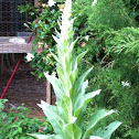 Great Mullein
