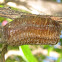Mantid Ootheca