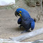 Hyacinth Macaw