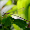 damselfly with prey