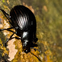 Escarabajo