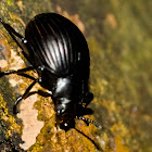 Escarabajo