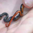 Ringneck Snake