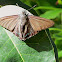 Mangrove Skipper