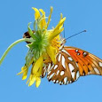 Texas Master Naturalist Program - Nature Indentification