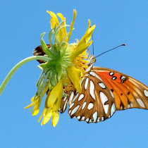 Texas Master Naturalist Program - Nature Indentification