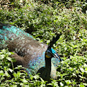blue peacock