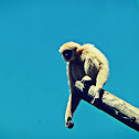 Lar gibbon