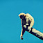 Lar gibbon