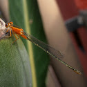 Scarce Blue-tailed Damselfly