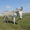 Donkey