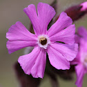 Red campion