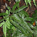 Maidenhair Fern