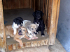 Hermosos Cachorros Gran Danes