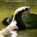 North American River Otter