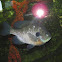 Bluegill