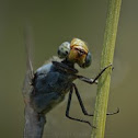Yellow-tailed Ashy Skimmer
