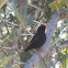 Village Indigobird