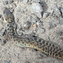 Garter Snake