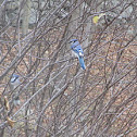 Blue Jay