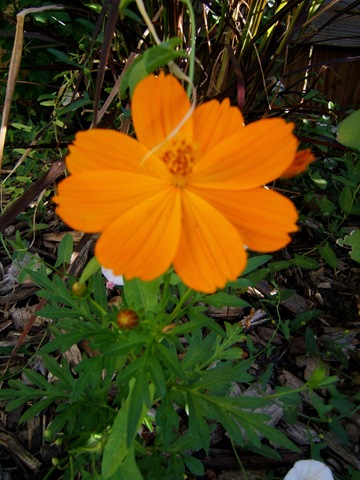 [2008_0715image0016[3].jpg]