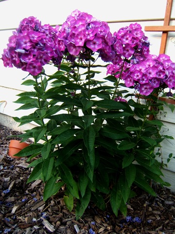 [2008_0727image0036[3].jpg]