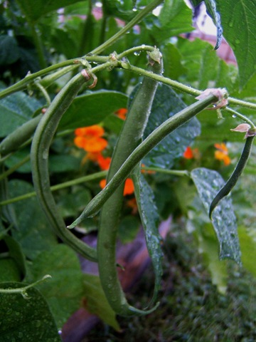 [2008_0716image0045[4].jpg]