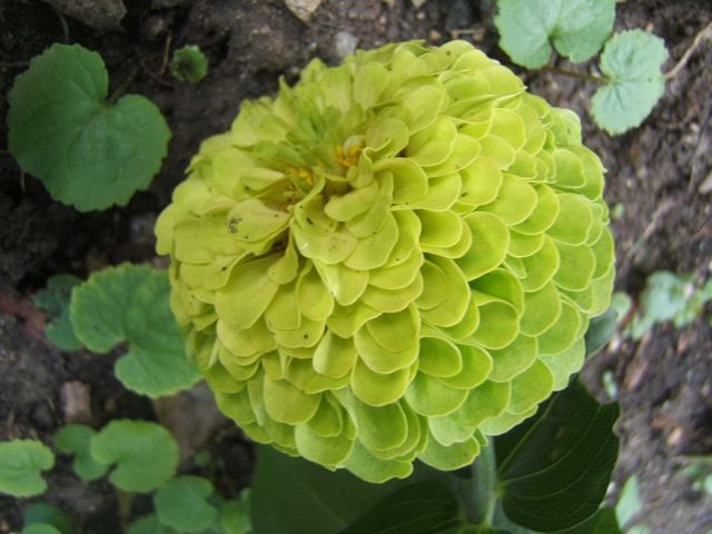 [2008_0812image0085[7].jpg]