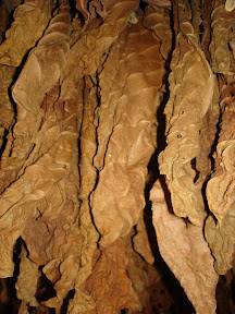 Tobacco in Vinales