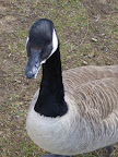 P1010455.jpg