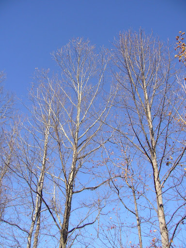 P1010130.jpg