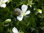 Wildlife observed during visit to Stuttgart Germany.jpg