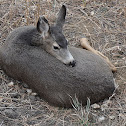 Mule Deer