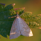 Pale Straw Pearl