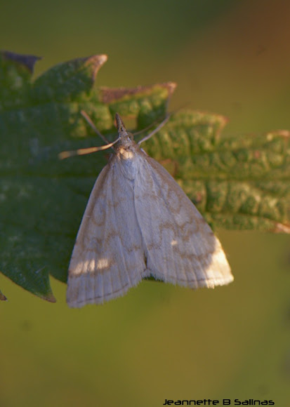 Spotting Image 1