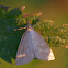 Pale Straw Pearl