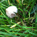 White cap
