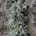Lichen