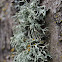 Lichen