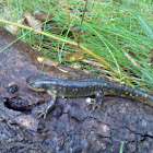 Eastern Tiger Salamander