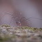 Daddy Long Legs