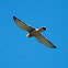 Common Kestrel