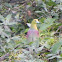 Wedge Tailed Green Pigeon