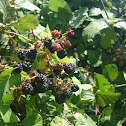 Blackberry